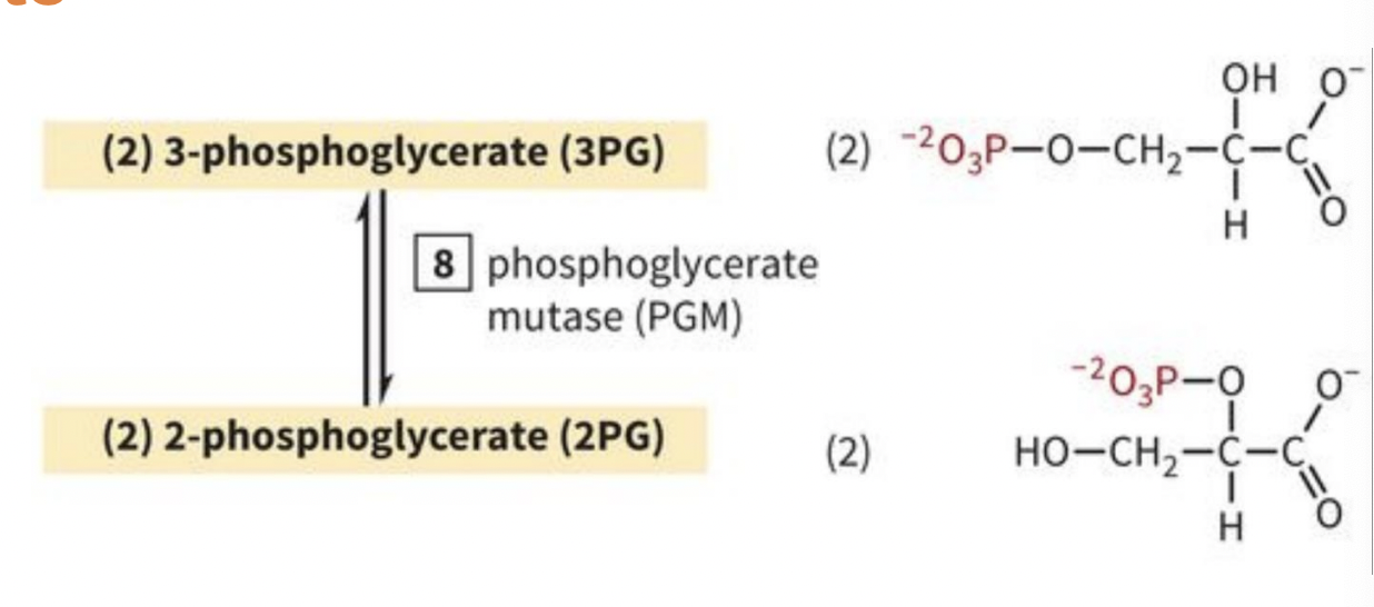 <p>PAYOFF PHASE STEP 8: 3PG is isomerized to 2PG</p>