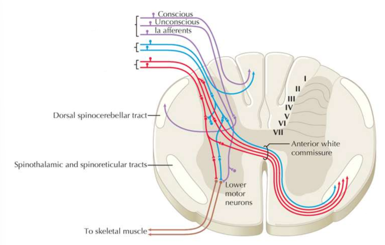 <p>What type of afferent fibre is purple?</p>