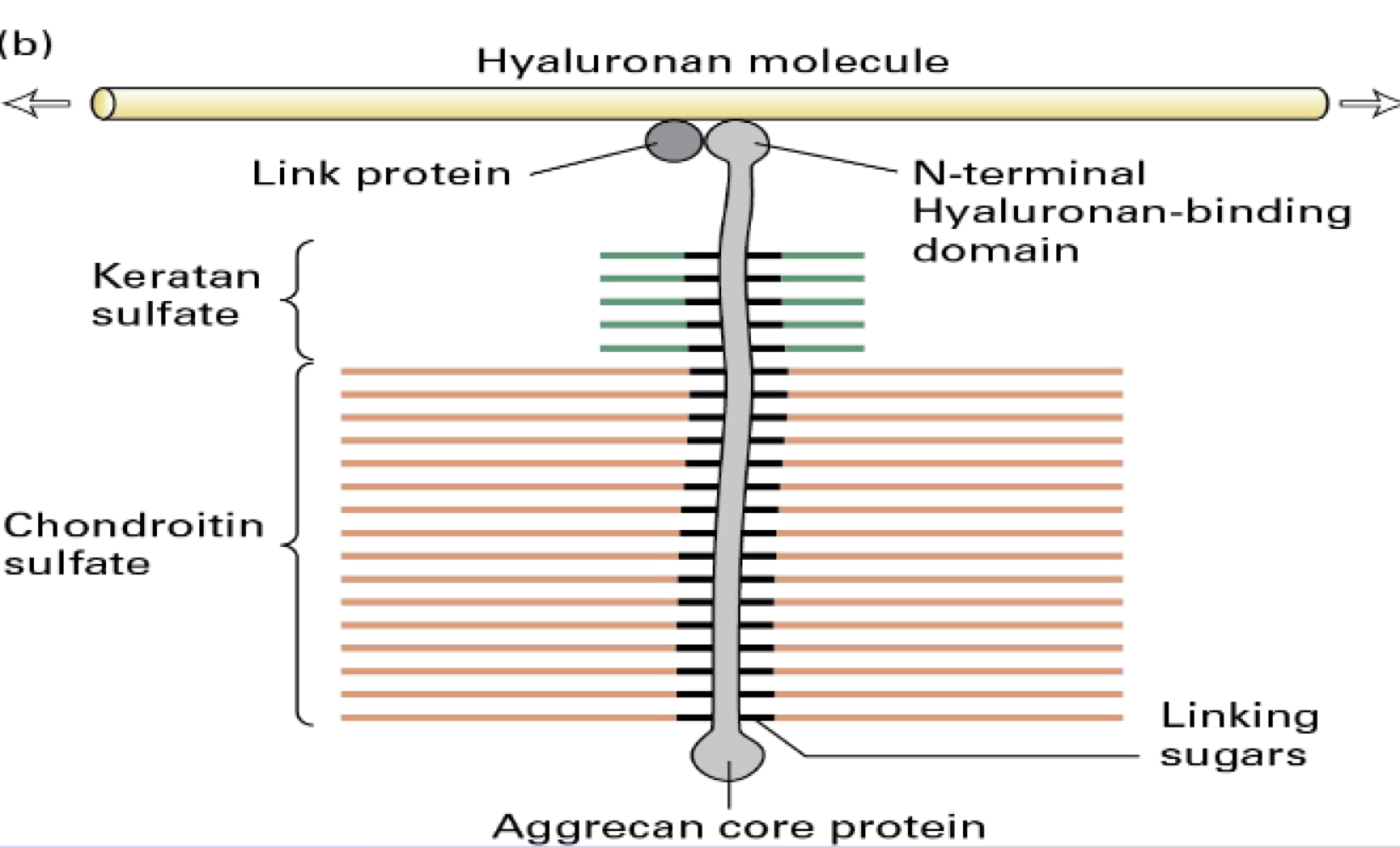 <ol><li><p><span>protein + glycosaminoglycan</span></p></li><li><p><span>Syndecans - can bind to FGF (growth factos)</span></p></li><li><p><span>overexpression of Syndecan 1 in mice --> obese (in hypothalamus)</span></p></li></ol><p></p>