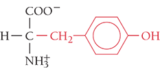 <p>Tyr, Y</p><ul><li><p>nonpolar</p></li><li><p>aromatic</p></li><li><p>—OH can be phosphorylated</p></li></ul><p></p>