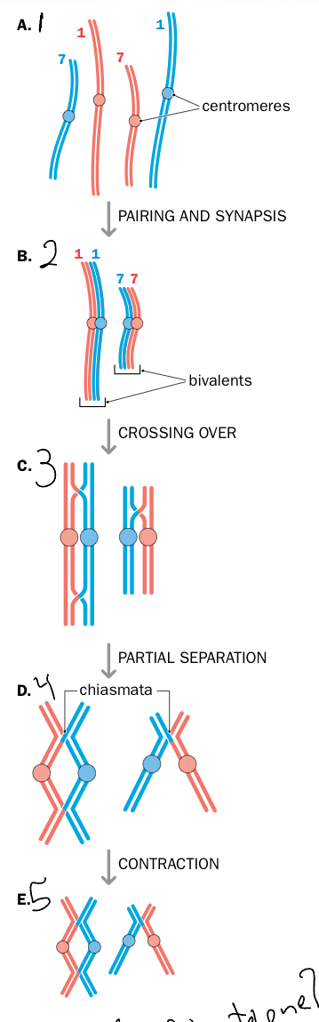 <ol><li><p>Leptotene: chromatine starts to condensateand fom chromosomes</p></li><li><p>Zygotene (union): chromosomal pairing occurs resulting in synaptonemal complex (SC), held togetehr by proteins, have bivalence</p></li><li><p>Pachytene (thick): chromosomes fully visile, crossing over occurs, the chiasma forming at hotspot (sites of preffered recombination)</p></li><li><p>Diplotene: chromosomes separate+decondense, but remain bound by chiasmata</p></li><li><p>Diakinesis: chiasmatadisapear, nucleolus and nucleus dissapear, spindle fibers begin to form</p></li></ol><p></p>