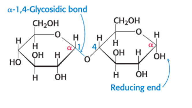 <p><span style="color: #000000">sugars that contain two or more monosaccharides linked by O-glycosidic bonds</span></p><ul><li><p><span style="color: #000000">have directionality defined by their reducing and<br>nonreducing ends</span></p></li></ul><p><span style="color: #000000">ex. Maltose (disaccharide of D-glucose)</span></p><ul><li><p><span style="color: #000000">α-1,4-glycosidic linkage = glycosidic linkage between the α-anomeric form of C-1 on one sugar and the hydroxyl oxygen atom on C-4 of the adjacent sugar</span></p></li></ul><p></p>