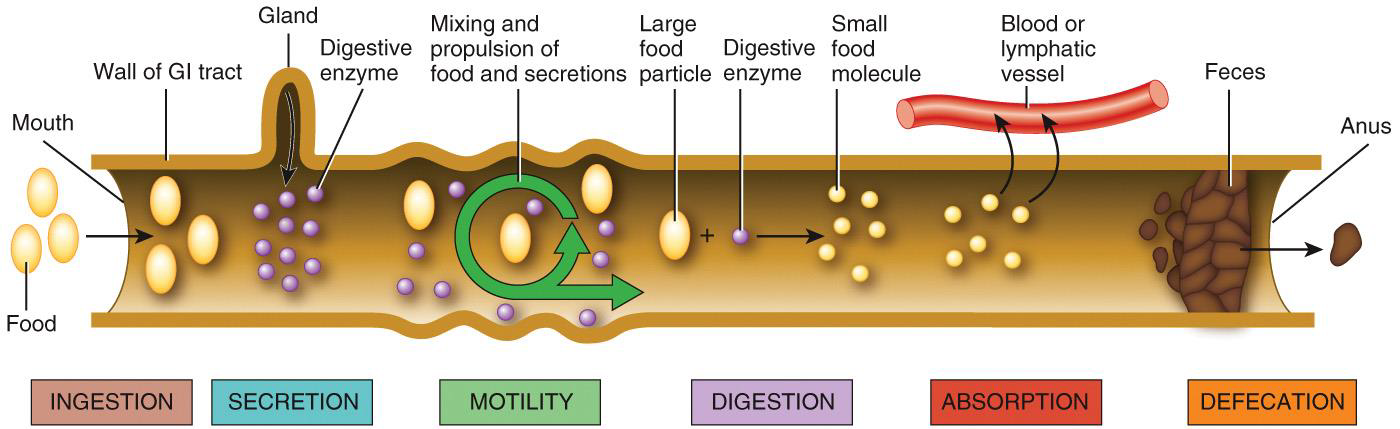 <ol><li><p>Ingestion</p></li><li><p>Secretion</p></li><li><p>Motility</p></li><li><p>Digestion</p></li><li><p>Absorption</p></li><li><p>Defecation</p></li></ol><p></p>