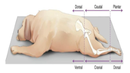 <p>What directional term is towards the spine?</p>