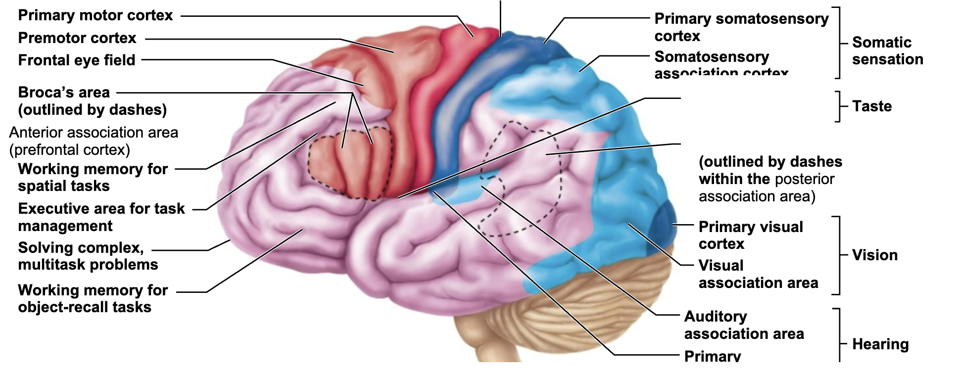 <p>What is this brain regions name and function?</p>