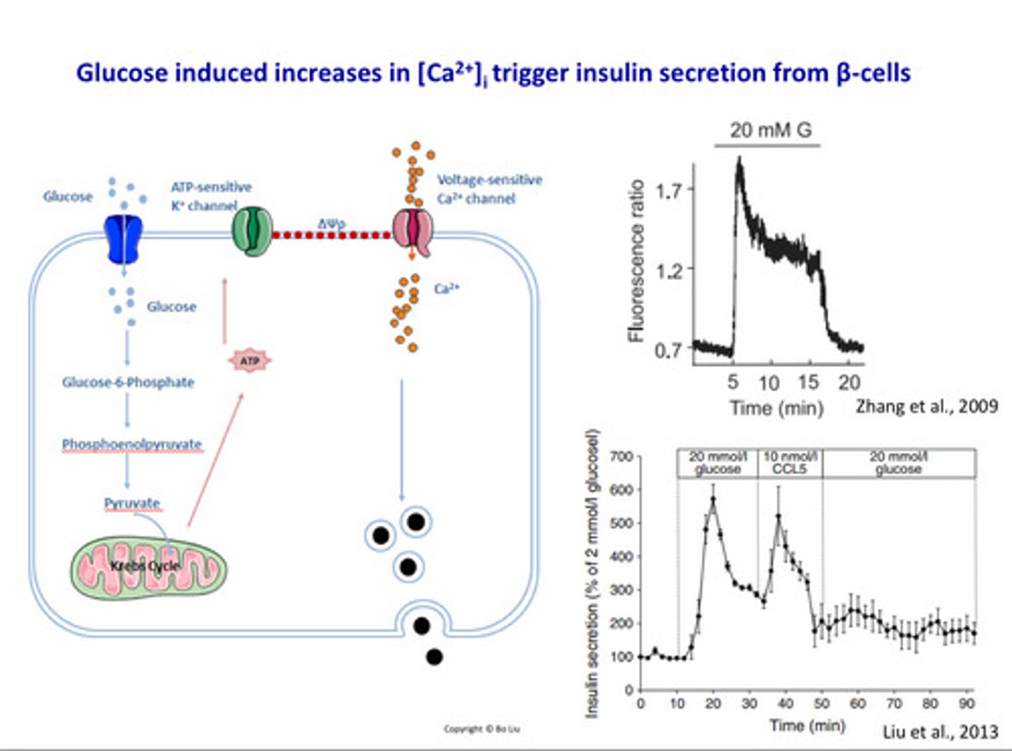 <p>- Concentration is tightly regulated at all locations</p><p>- Calcium ions in intra and extracellular fluids play key roles:</p><p>-Bone growth and</p><p>remodelling</p><p>-blood coagulation (enzyme co-factor)</p><p>- Muscle contraction</p><p>(needed for actin-myosin interactions)</p><p>-Neuronal function (regulates</p><p>excitability)</p><p>-Enzyme action</p><p>-Exocytosis of hormones and neurotransmitters</p><p>(trigged by calcium influx)</p><p>-Intracellular signalling</p><p>- Glucose causes increases in calcium triggers insulin secretion from Beta</p><p>cells = opens voltage gated calcium channels = calcium higher outside than in</p><p>= calcium ion influx into Beta cells = calcium acts as messenger inside to</p><p>trigger insulin exocytosis</p><p>-Glucose gets transported into the insulin secreting beta cells where it is metabolised which generates ATP from the mitochondria.</p><p>-These ATP moleculeces act on the ATP sensitive K+ Channels located on the cell membrane of the beta cells causing them to close causing depolarisation of the cell membrane. This Depolarisation is what causes the opening of the voltage sensitive Ca2+ channel also on the cell membrane allowing Ca2+ to travel into the beta cells - insulin release (from insulin secretory granules in beta cells)</p>