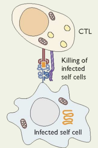 <ol><li><p>transfer of cytoplasmic granules containing perforin and granzymes (proteases that cause apoptosis</p></li><li><p>apoptosis</p></li></ol>