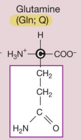 <p>Glutamine&nbsp;(Polar but uncharged side chains aka hydrophilic)</p>
