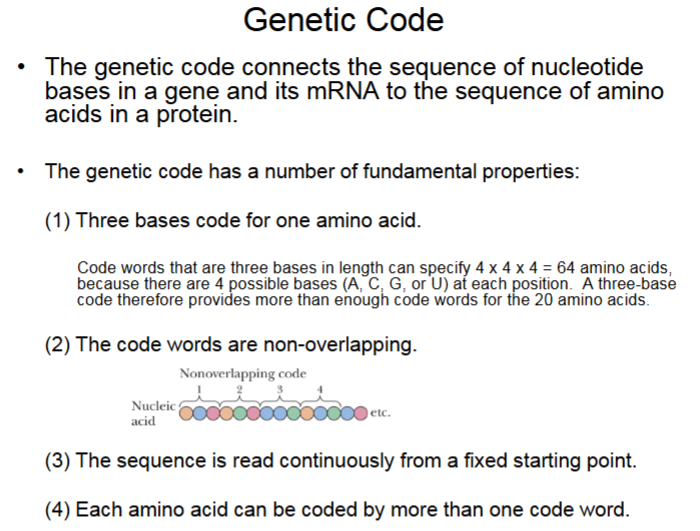 <p>There are multiple code words for 1 amino acid. 1 Base coding only has 4 options. 2 Base coding gives 16 options (4×4). 3 base coding gives 64 options (4×4×4) for all 20 amino acids.</p>