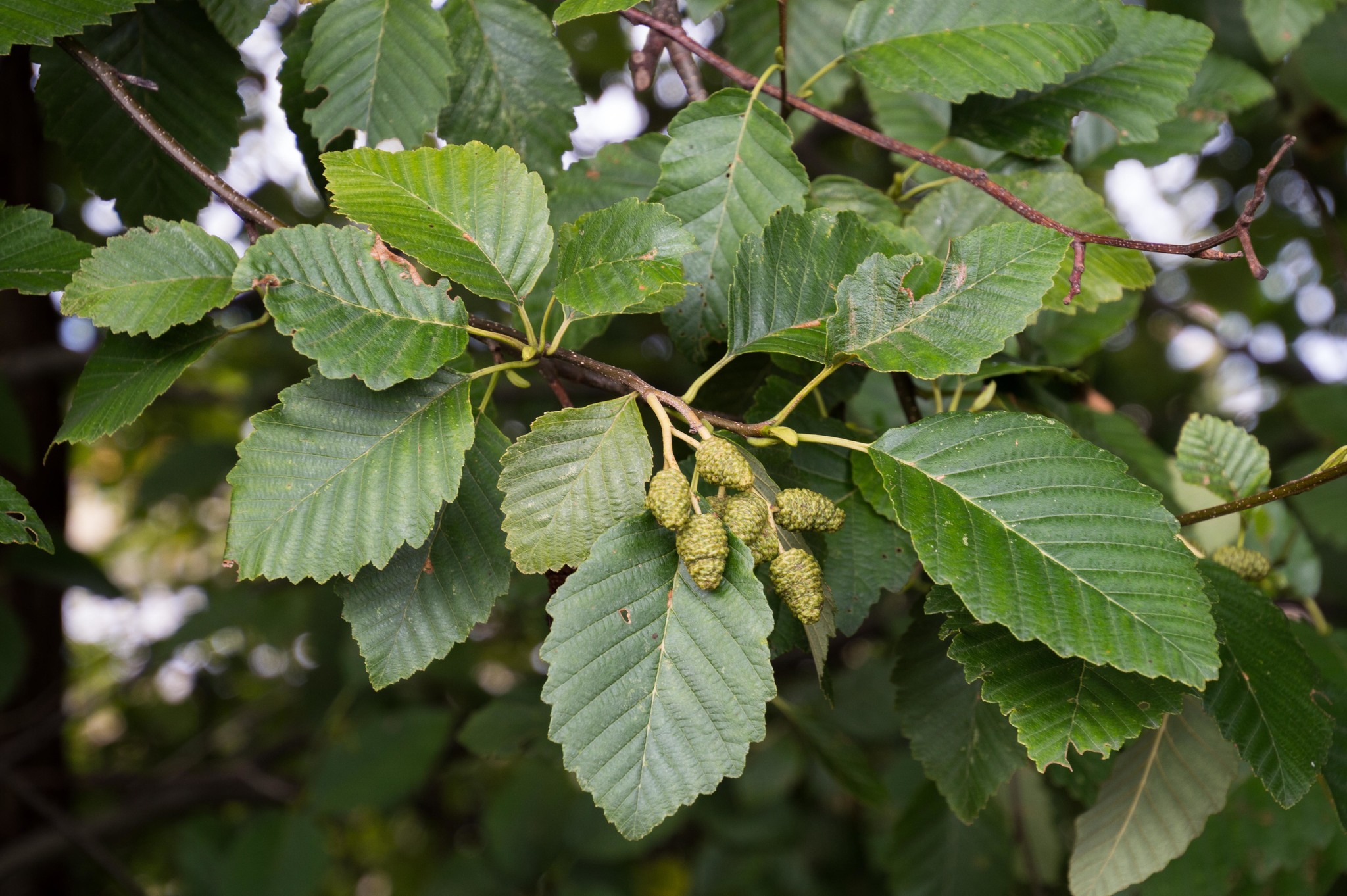 <p>Red Alder </p>