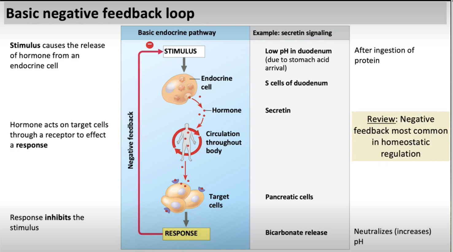 <p><span>The endocrine cell respond to low pH of food arriving from the stomach, the response cell is called S cells and they secrete secretin. The secretin travels in the bloodstream, reaches the pancreatic cells and makes bicarbonate to increase pH back to a normal range</span></p>