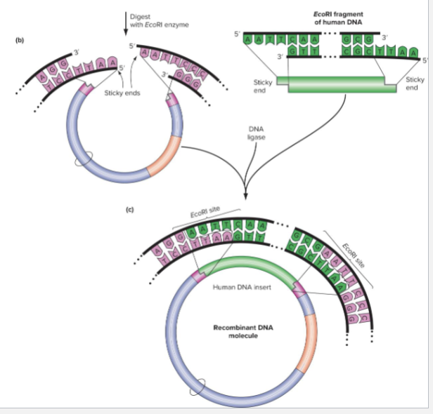 <ul><li><p>Digest the vector and target genomic DNA with a restriction enzyme that results in complementary sticky ends</p></li><li><p>DNA Ligase is used to seal the phosphodiester backbones between vectors and insertion</p></li></ul><p></p>