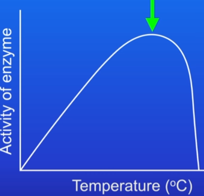 <ol><li><p>increase temp = enzyme activity increases</p><ul><li><p>because enzyme and substrate are moving faster, so more collisions/sec happen between them</p></li></ul></li><li><p>Optimum temp = at a certain temp, enzymes work at fastest possible rate</p><ul><li><p>max frequency of successful collisions between both</p></li><li><p>temp is usually 37C - body temp</p></li></ul></li><li><p>Temp past optimum = activity rapidly decreases to zero</p><ul><li><p>at high temp, enzyme molecule vibrates and active site changes</p></li><li><p>no longer perfect fit = active site has denatured = can’t catalyse</p></li></ul></li></ol>