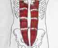 <p>Compresses abdominal cavity and flexes vertebral column</p>