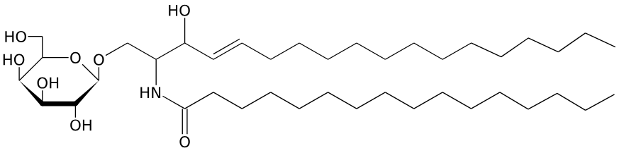 cerebroside