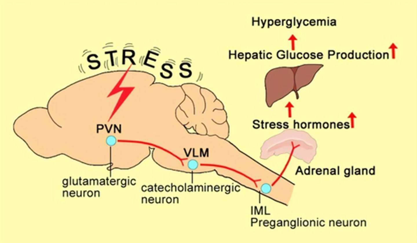 <p>stress situation => neuroendocrine stimulation</p><p>=> release of catecholamines &amp; cortisol => SNS activation &amp; hepatic glucose production (gluconeogenesis and glycogenolysis) => hyperglycemia</p><p>- ***survival mechanism</p>
