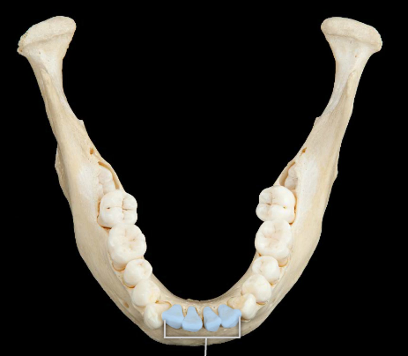 <p>any one of four front teeth in the dental arch</p>