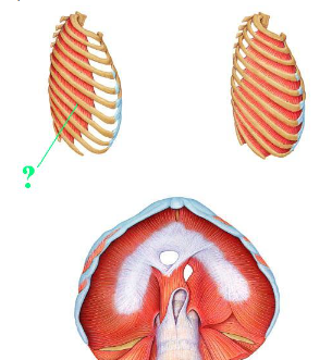 <p><span>Identify the indicated muscle.</span></p>