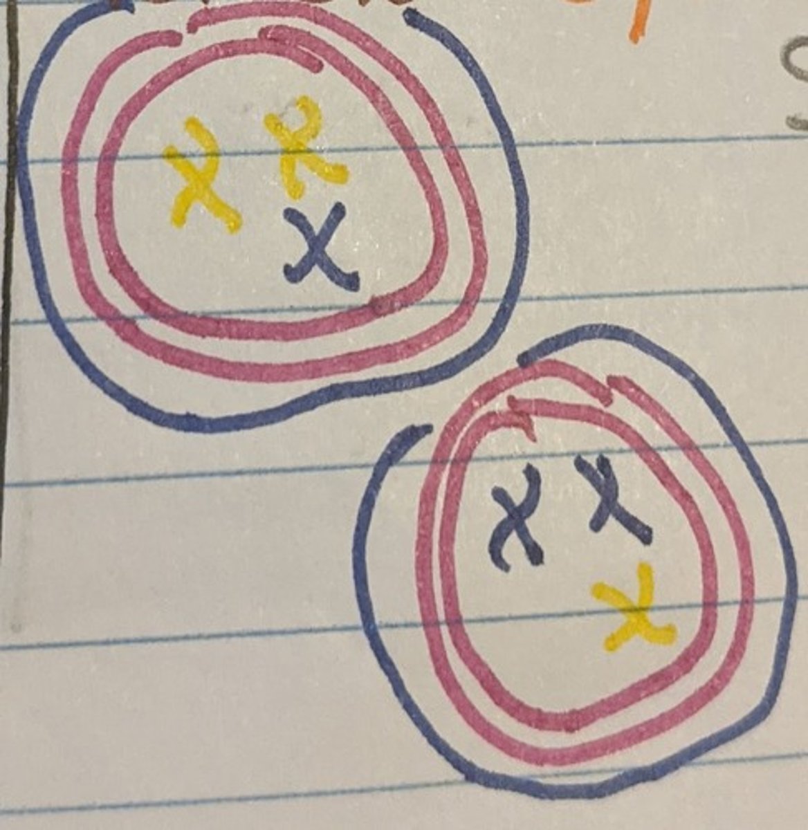 <p>Splits the cytoplasm of the cell</p>
