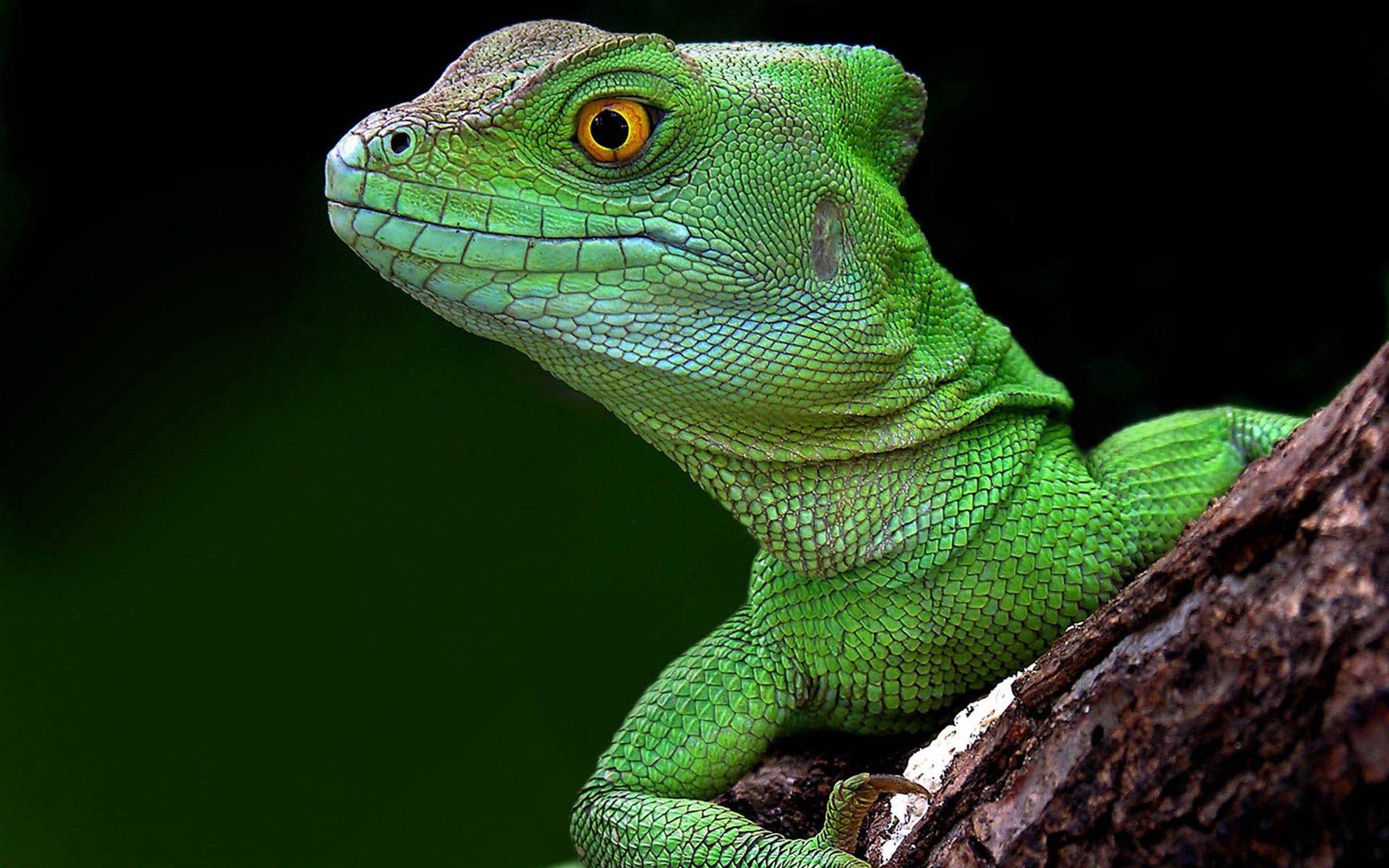 <p>a reptile that is often found basking in the sun and has scaly skin.</p>