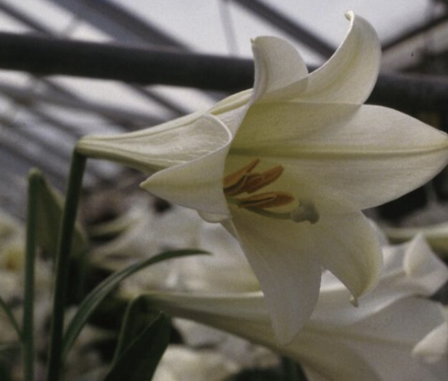 <p>Name This Flower</p>