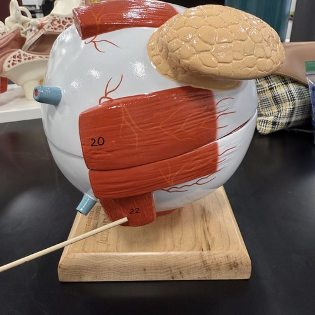 <p>What is this structure?</p>