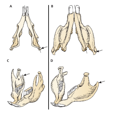 <p>B and D mandible morphology</p>