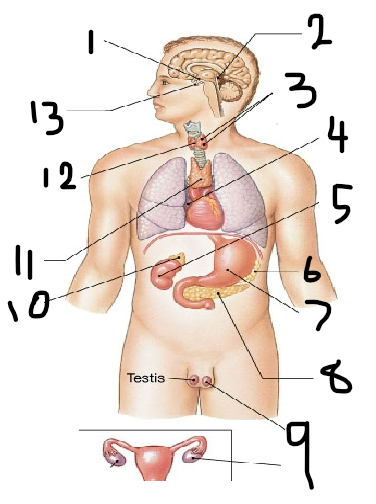 term image
