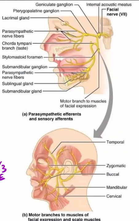 <p>CN VII - both</p><p>o: pons (both ways)</p><p>p: internal acoustic meatus</p><p>f:</p><ul><li><p>motor → m. facial expression + parasympathetic</p></li><li><p>sensory → taste; anterior 2/3 of tongue (chemoreception)</p></li></ul>