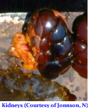 <p>What is this parasite</p>