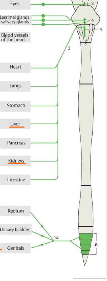 <p>What primarily controls the uterus?</p>