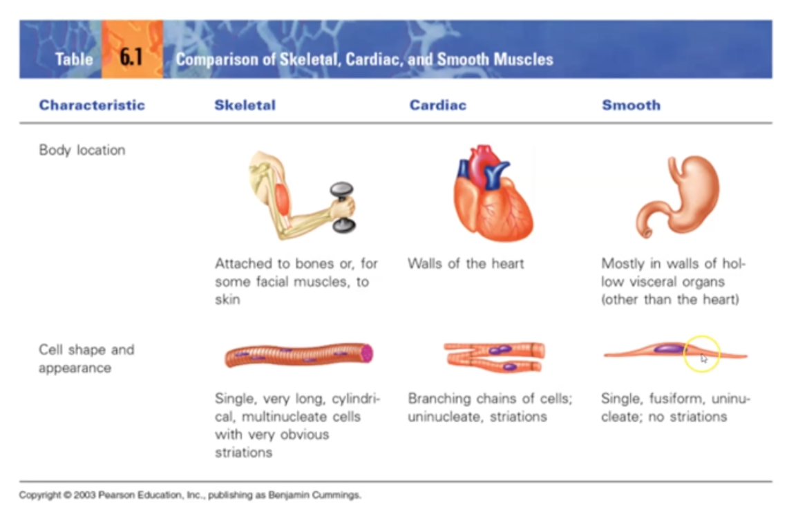 <ol><li><p>Attached to bone</p></li><li><p>Body movement</p></li><li><p>Voluntary Control</p></li><li><p>Striated</p></li><li><p>Multinucleate</p></li></ol>