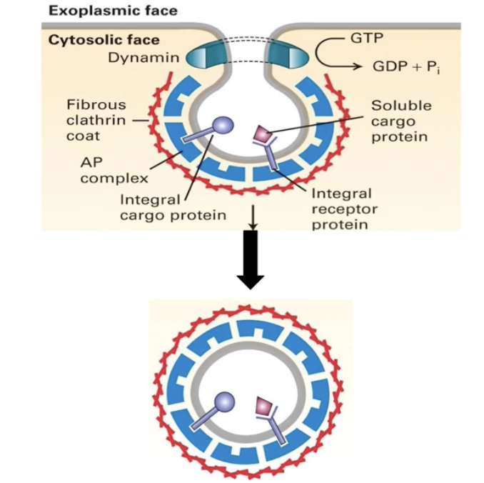 <ul><li><p><strong>Dynamin</strong> is a G-protein involved in <strong>clathrin-coated vesicle release</strong></p></li><li><p>In its active form (bound to GTP), it:</p><ul><li><p>Binds the <strong>neck</strong> of the budding vesicle</p></li><li><p>Hydrolyzes GTP → GDP</p></li><li><p><strong>Changes shape</strong>, tightening the neck and causing <strong>vesicle release</strong></p></li></ul></li></ul><p></p>