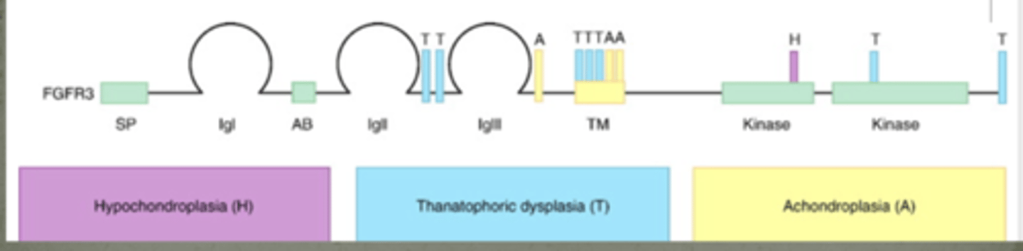 <p>Hypochondroplasia, Thanatophoric dysplasia, Achondroplasia</p>