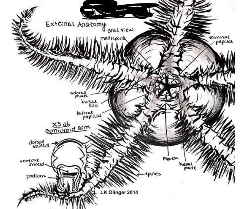 <p>Echinodermata: brittle/basket stars, long and flexible arms, oral madreporite</p>