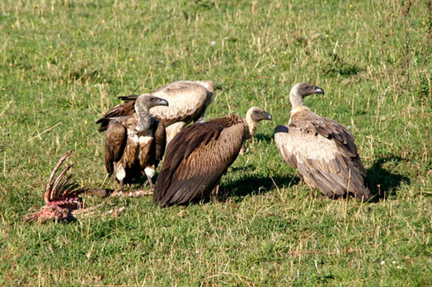 <p>An organism that consumes dead animals</p>
