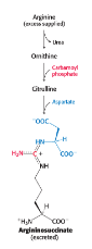 <p>can be managed by supplementing the diet with arginine</p><ul><li><p>argininosuccinate deficiency is treated by:</p><ul><li><p><strong>restricting</strong> total protein intake</p></li><li><p>supplementing the diet with arginine</p></li></ul></li><li><p><strong>excess nitrogen</strong> is excreted in the form of argininosuccinate</p></li></ul><p></p>