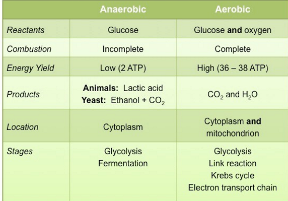 <p>Aerobic respiration: </p><p>. produces ~38 ATP molecules </p><p>. requires oxygen</p><p>. C6H12O6 + 6O2 → 6CO2 + 6H2O + ATP</p><p>. glucose + oxygen → carbon dioxide + water + energy</p><p></p><p>Anaerobic respiration: </p><p>. produces ~2 ATP molecules</p><p>. produces toxic lactic acid </p><p>. C6H12O6 → 2C3H6O3 + energy</p><p>. glucose → lactic acid + energy</p>