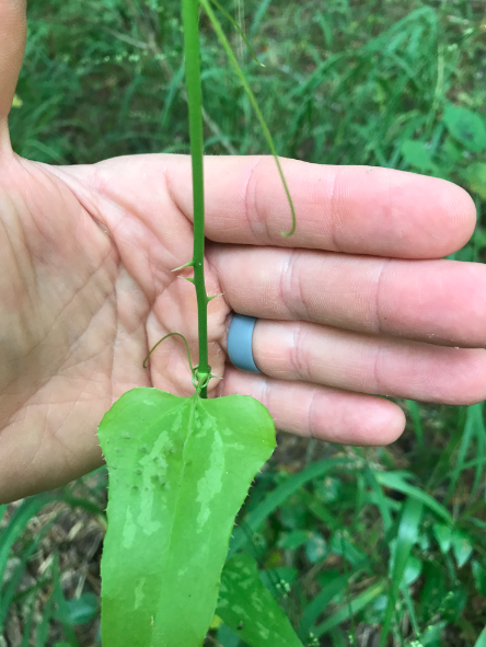 <p>What wildlife benefits are associated with this plant species (select all that apply)?</p><p>Toxic to wildlife</p><p>No wildlife value</p><p>Some fruit production</p><p>Ice cream plant, especially regarding white-tailed deer forage and browse preference</p><p>Rhizomes for beavers</p>