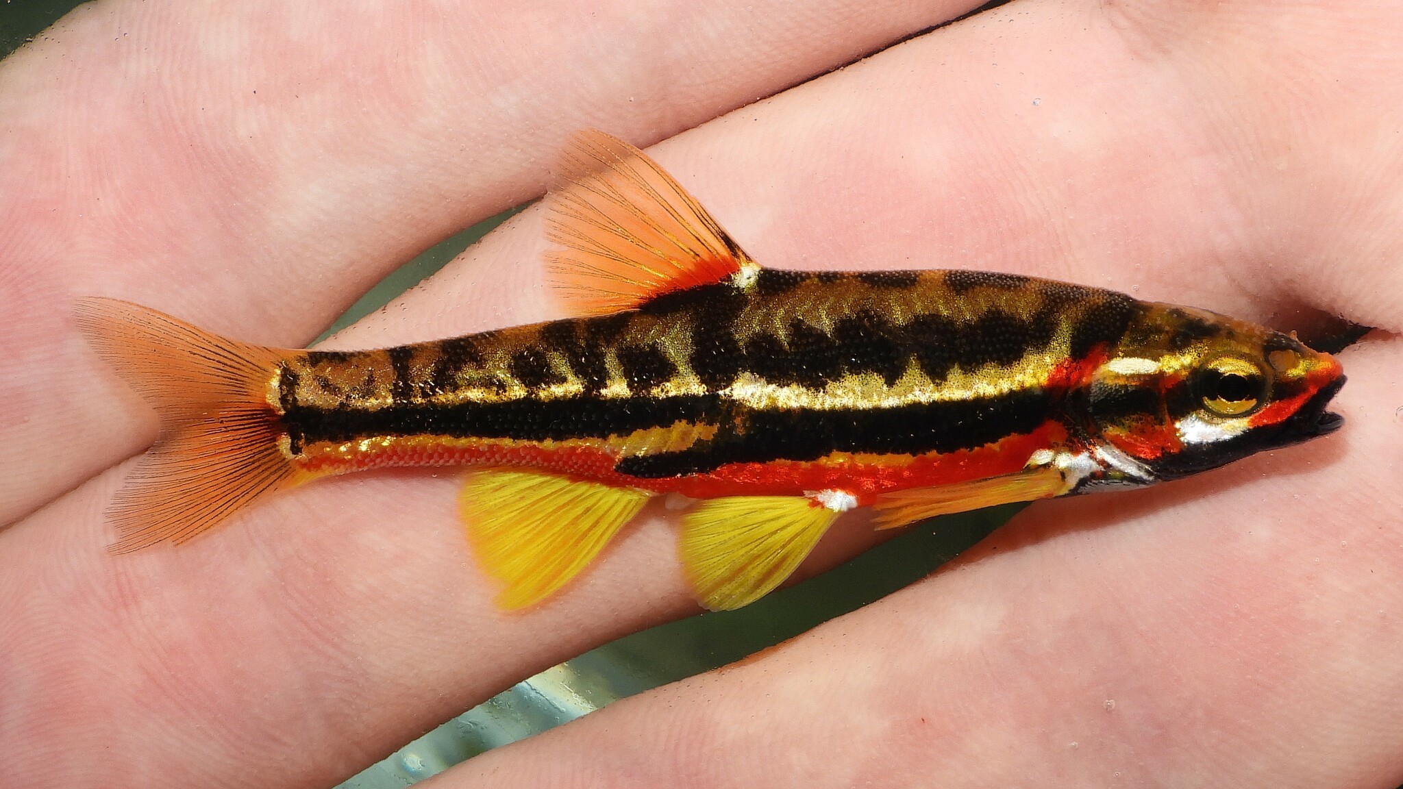 <p>Minnow, Daces, Chubs</p>
