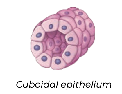 Cuboidal
➔ Dice-shaped cells that specialize in _______
➔ Make up the epithelium of _____ tubules and many ______ (e.g., thyroid and salivary glands)