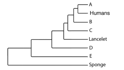 <p>Match the letters to the organism that belongs in that place on the phylogenetic tree</p>