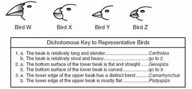 <p>W= Geospiza X= Platyspiza Y= Certhidea Z= Camarhynchus</p>