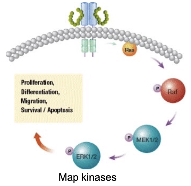 <ul><li><p><strong>Final outcome:</strong> Activation of gene transcription → cell division, differentiation, other behaviors</p></li><li><p><strong>Signal amplification:</strong></p><ul><li><p>Each kinase can activate many target proteins</p></li><li><p>Example: One EGF molecule → millions of active MAP kinases (ERK1/2)</p></li><li><p>Leads to millions of copies of proteins needed for cell division</p></li></ul></li><li><p><strong>Sensitivity:</strong> Pathway responds to very low hormone levels (nanomolar or 10<sup>-9 </sup>M range)</p></li></ul><p></p>