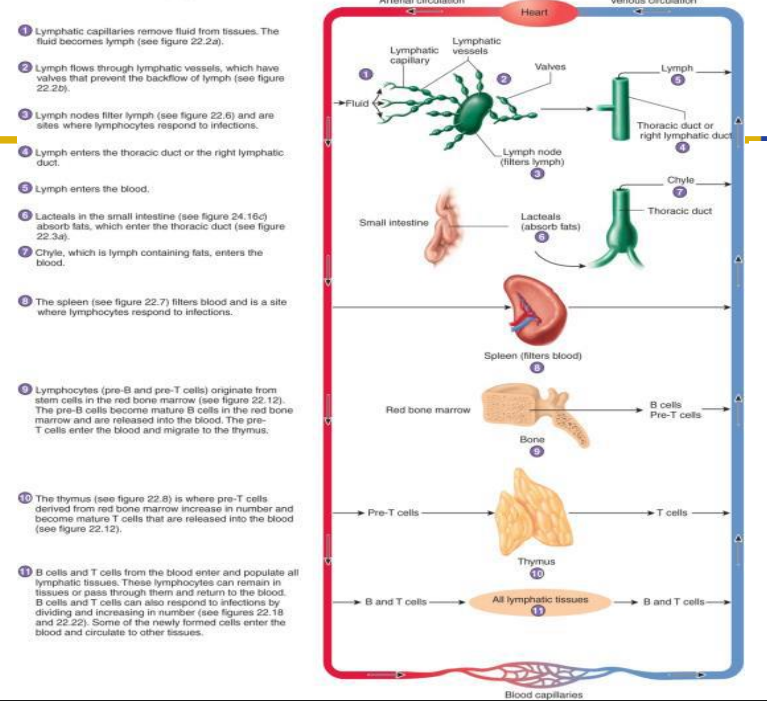 <p>How the Lymphatic System is connected to Cardiovascular System</p>
