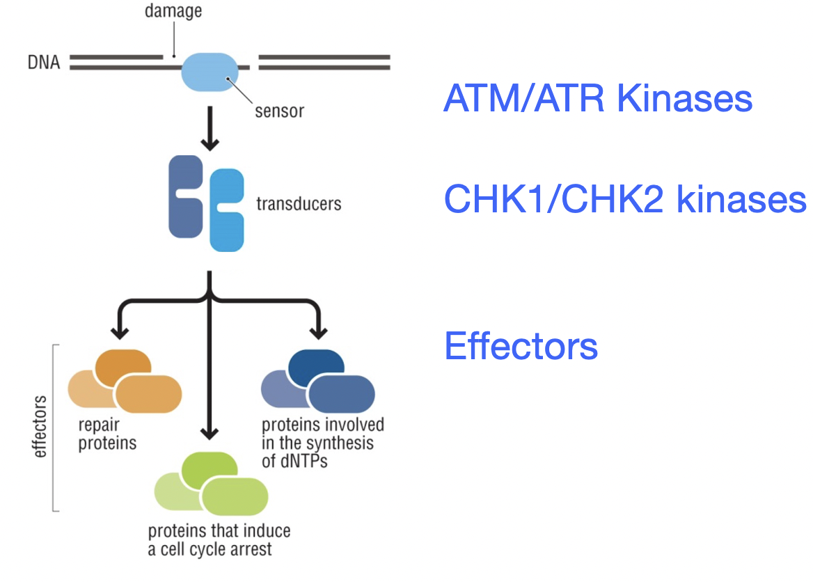 <p>activation of kinase signaling cascade that causes arrest and repair or death</p>