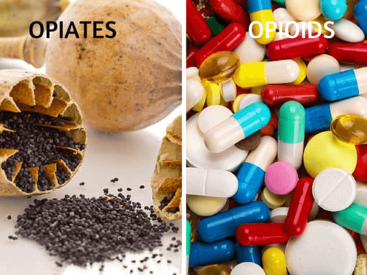 <p>opioid: natural, semi-synthetic, and fully synthetic opioids</p><p>- fentanyl, methadone, meperidine, oxycodone</p><p>opiate: natural derived opioid</p><p>- heroin, morphine, codeine</p>