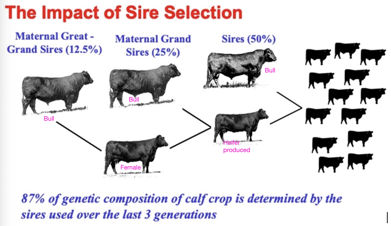 <p>87% of genetic composition of calf crop is determined by the sires used over the last 3 generations</p>