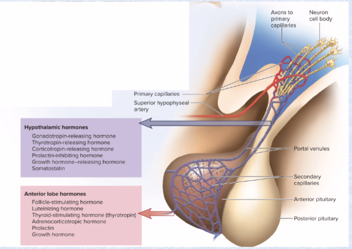 <p>hypophyseal portal system (vascular connection)</p><ul><li><p>primary capillaries in hypothalamus connected to secondary capillaries in adenohypophysis by portal venules</p></li><li><p>hypothalamic releasing-hormones (RH) regulate adenohypophysis</p></li></ul><p></p>