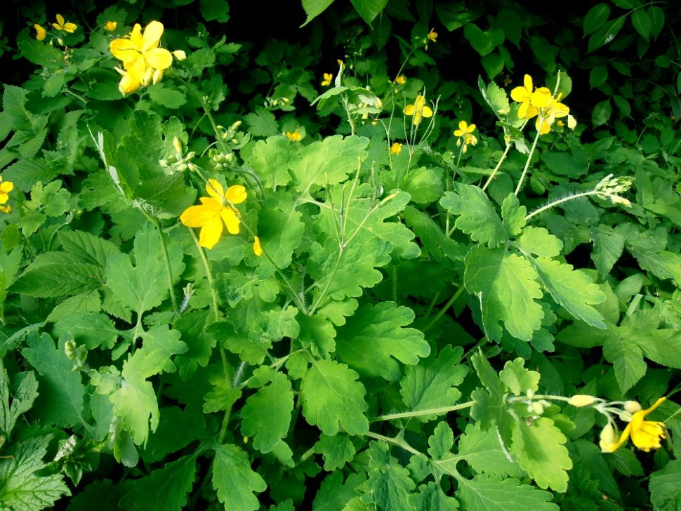 <p>vlaštovičník větší</p>